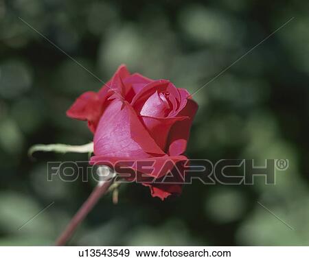 Rose, Christian Dior View Large Photo Image Stock Photo - Rose, Christian Dior. Fotosearch