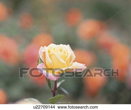 Rose, Cl Grand Mere Jenny View Large Photo Image Picture - Rose, Cl Grand Mere Jenny. Fotosearch