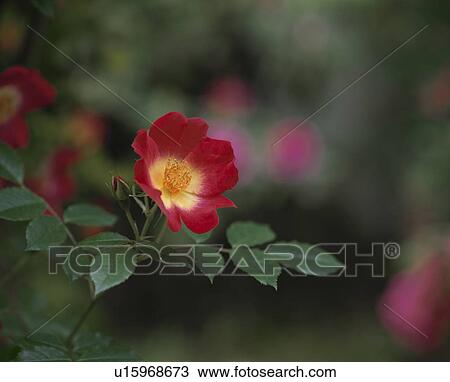 Rose, Cocktail View Large Photo Image Stock Image - Rose, Cocktail. Fotosearch