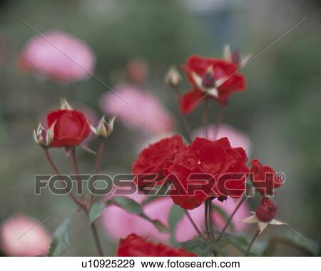 Stock Photo - Rose, Cocorico. Fotosearch