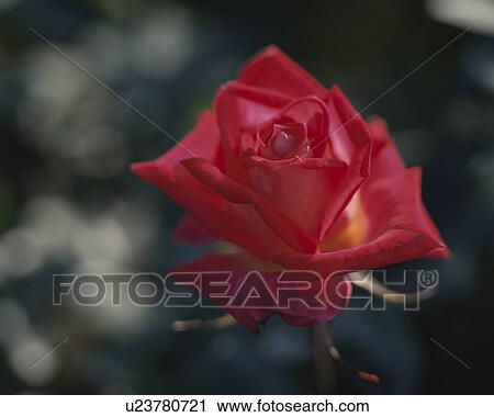 Stock Image - Rose, Colorama. Fotosearch