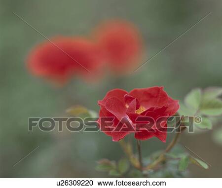 Rose, Concertino View Large Photo Image Stock Image - Rose, Concertino. Fotosearch