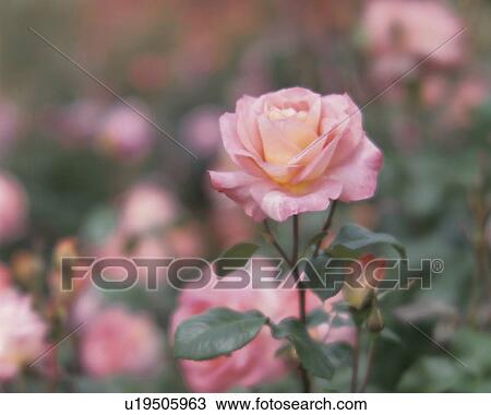 Stock Image - Rose, Confidence. Fotosearch