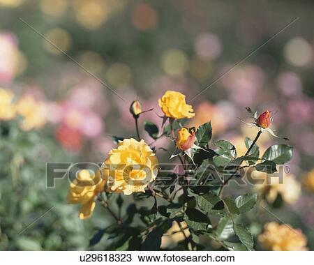 Rose, Dr Faust View Large Photo Image Stock Image - Rose, Dr Faust. Fotosearch