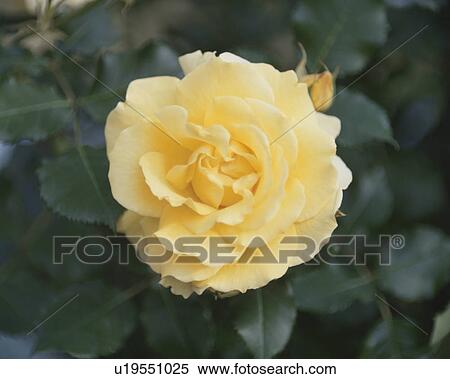 Rose, Evergold View Large Photo Image Stock Photography - Rose, Evergold. Fotosearch