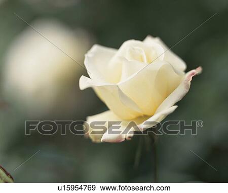 Rose, Garden Party View Large Photo Image Stock Photo - Rose, Garden Party. Fotosearch