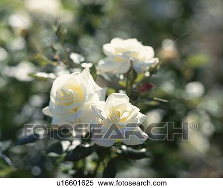 Rose, Ginrei View Large Photo Image Stock Photography - Rose, Ginrei. Fotosearch