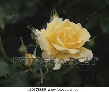 Rose, Gold Bunny View Large Photo Image Stock Photo - Rose, Gold Bunny. Fotosearch