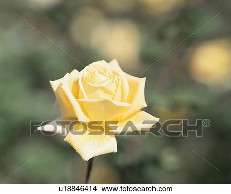 Rose, Gold Krone View Large Photo Image Picture - Rose, Gold Krone. Fotosearch