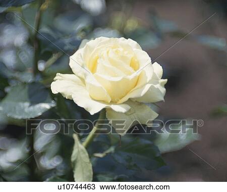 Rose, Golden Medarion View Large Photo Image Stock Image - Rose, Golden Medarion. Fotosearch