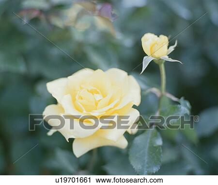 Stock Image - Rose, Golden Medarion. Fotosearch