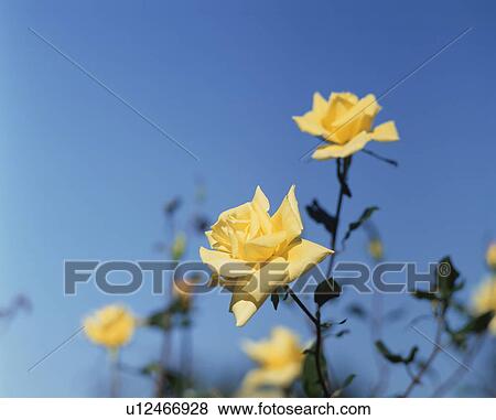 Rose, Golden Scepter View Large Photo Image Stock Photo - Rose, Golden Scepter. Fotosearch