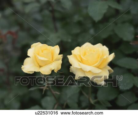 Stock Photograph - Rose, Green Fire. Fotosearch