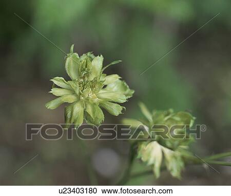 Rose, Green Rose View Large Photo Image Stock Image - Rose, Green Rose. Fotosearch