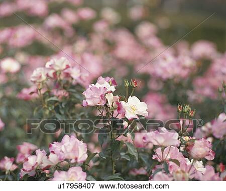 Stock Photo - Rose, Hanagasumi. Fotosearch