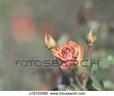 Rose, Hanakago View Large Photo Image Stock Photograph - Rose, Hanakago. Fotosearch