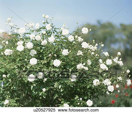 Rose, Ice Berg View Large Photo Image Stock Photography - Rose, Ice Berg. Fotosearch