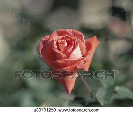 Stock Image - Rose, Interflore. Fotosearch
