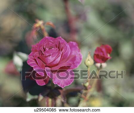 Rose, Intrigue View Large Photo Image Stock Photography - Rose, Intrigue. Fotosearch