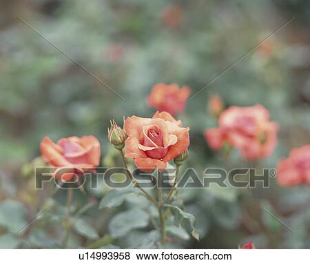 Stock Photo - Rose, Irish Mist. Fotosearch
