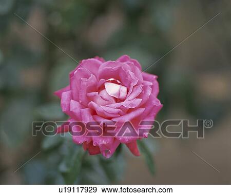 Stock Photo - Rose, Isabel de Ortiz. Fotosearch