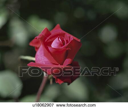 Stock Photo - Rose, Josephine Bruce. Fotosearch