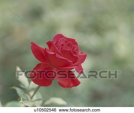 Rose, Kanpai View Large Photo Image Stock Photograph - Rose, Kanpai. Fotosearch