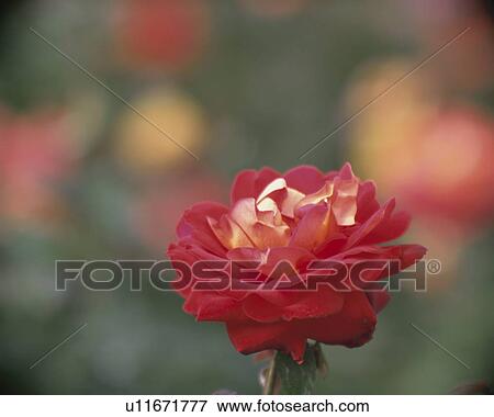 Stock Photo - Rose, Kibo. Fotosearch