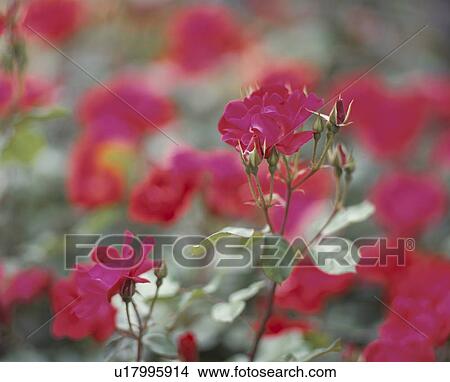 Picture - Rose, Kommodore. Fotosearch
