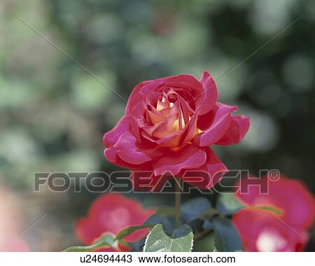 Stock Image - Rose, Kronenbourg. Fotosearch