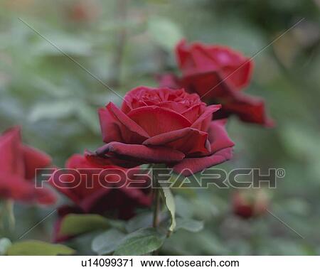 Rose, Oklahoma View Large Photo Image Stock Image - Rose, Oklahoma. Fotosearch