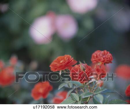 Rose, Orange Meilandina View Large Photo Image Stock Photo - Rose, Orange Meilandina. Fotosearch