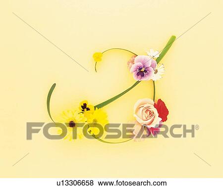 Rose, pansy, begonia, and daffodil, colored background View Large Photo Image Stock Photo - Rose, pansy, begonia, and daffodil, colored background. Fotosearch