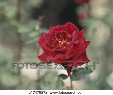 Rose, Papa Meilland View Large Photo Image Stock Image - Rose, Papa Meilland. Fotosearch