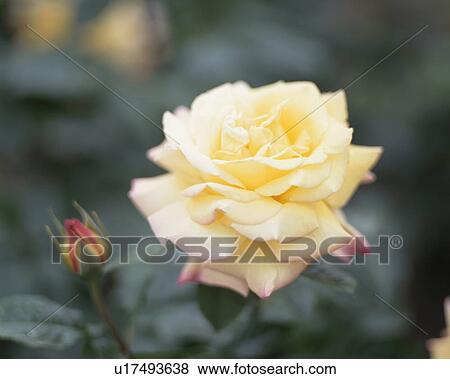 Rose, Peace View Large Photo Image Stock Photo - Rose, Peace. Fotosearch