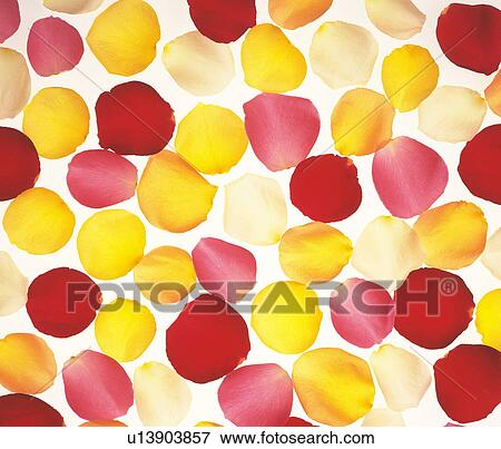 Stock Photo - Rose Petals. Fotosearch