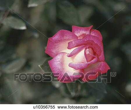 Rose, Saika View Large Photo Image Stock Photography - Rose, Saika. Fotosearch