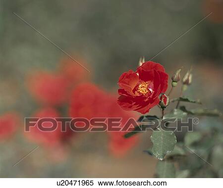 Rose, Sarabande View Large Photo Image Stock Photography - Rose, Sarabande. Fotosearch
