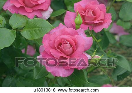 Rose View Large Photo Image Stock Photo - Rose. Fotosearch