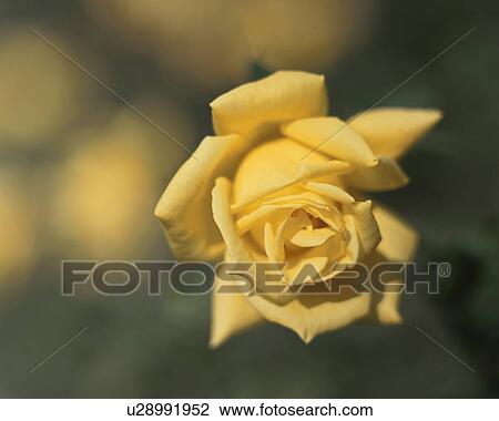 Rose, Summer Sunshine View Large Photo Image Stock Image - Rose, Summer Sunshine. Fotosearch