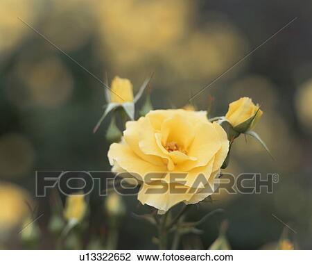 Rose, Sun Flare View Large Photo Image Stock Image - Rose, Sun Flare. Fotosearch
