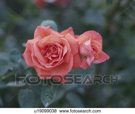 Stock Photo - Rose, Super Star. Fotosearch
