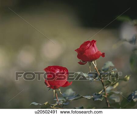 Stock Image - Rose, Tamango. Fotosearch