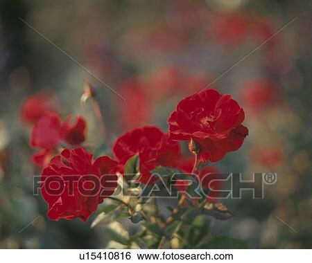 Stock Photograph - Rose, Taranga. Fotosearch