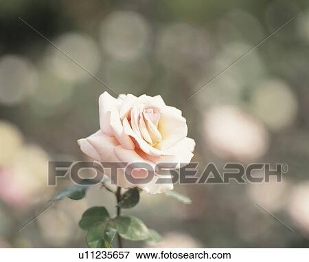 Stock Photo - Rose, Tennyo. Fotosearch