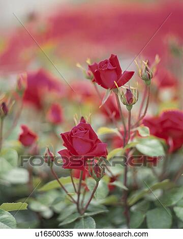 Stock Photography - Rose, Uncle Water. Fotosearch