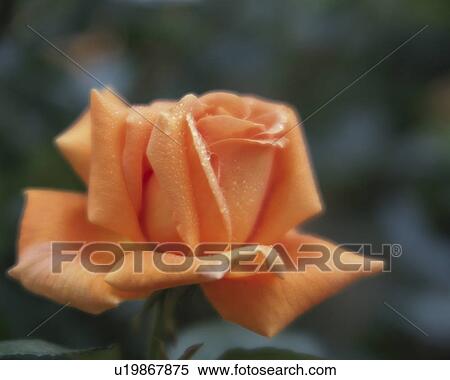 Stock Photography - Rose, Wiener Chaeme. Fotosearch