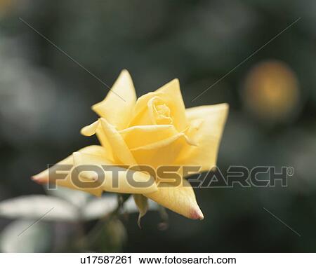 Rose, Yellow Giant View Large Photo Image Stock Image - Rose, Yellow Giant. Fotosearch