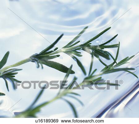 Rosemary, close up View Large Photo Image Stock Photo - Rosemary, close up. Fotosearch