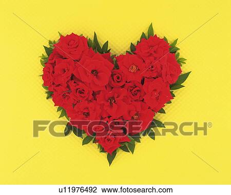 Roses in shape of heart View Large Photo Image Stock Image - Roses in shape of heart. Fotosearch